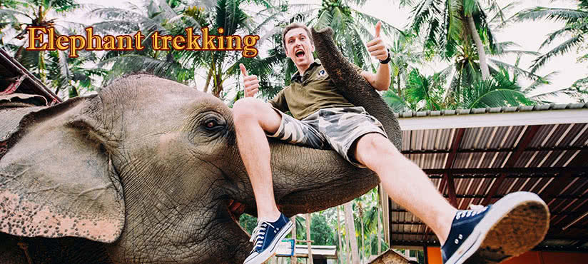 Elephant trekking on Koh Samui