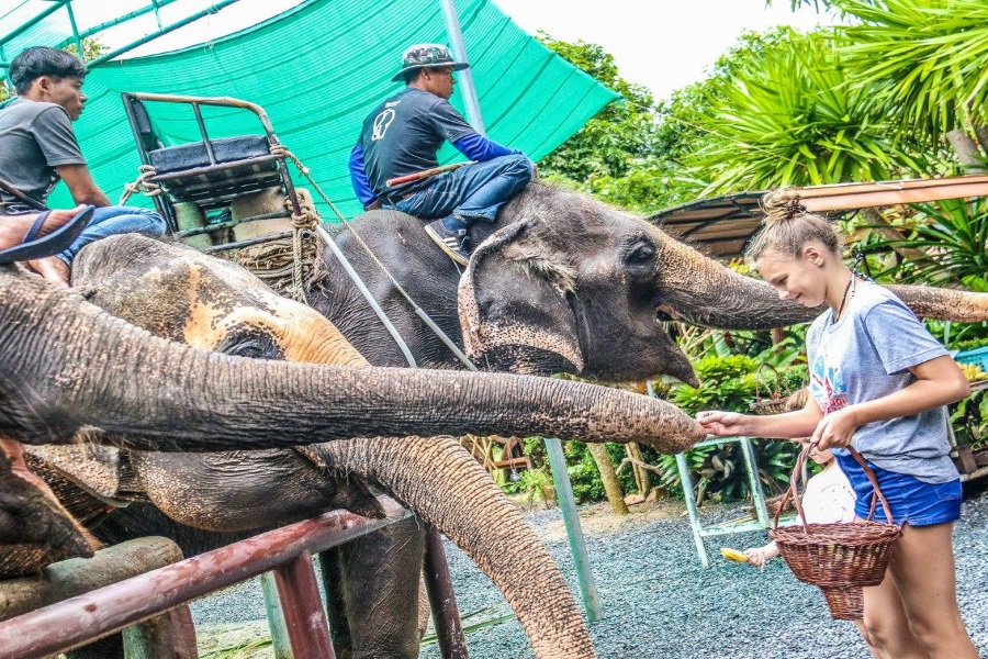 Living Thailand – tour to the family Eco-farm of elephants, Koh Samui, Thailand