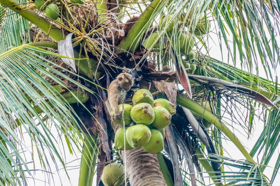 Living Thailand – tour to the family Eco-farm of elephants, Koh Samui, Thailand