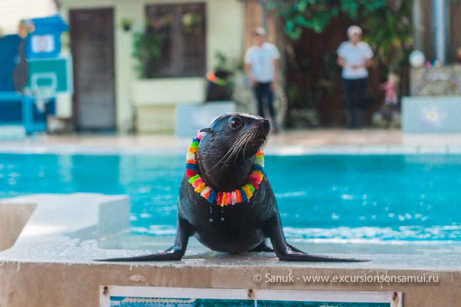 Koh Samui Aquarium and Tiger Zoo, Koh Samui, Thailand