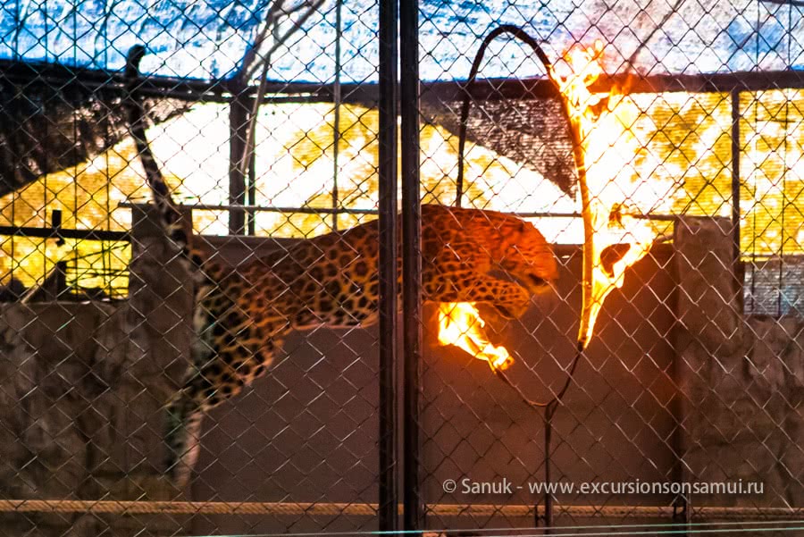 Koh Samui Aquarium and Tiger Zoo, Koh Samui, Thailand