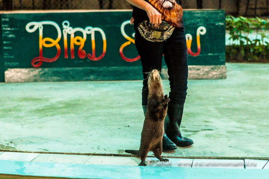 Koh Samui Aquarium and Tiger Zoo, Koh Samui, Thailand