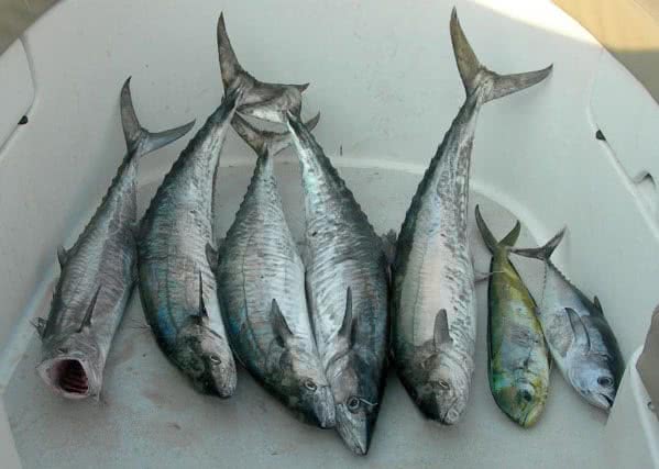 Private fishing speedboat trips, Koh Samui, Thailand