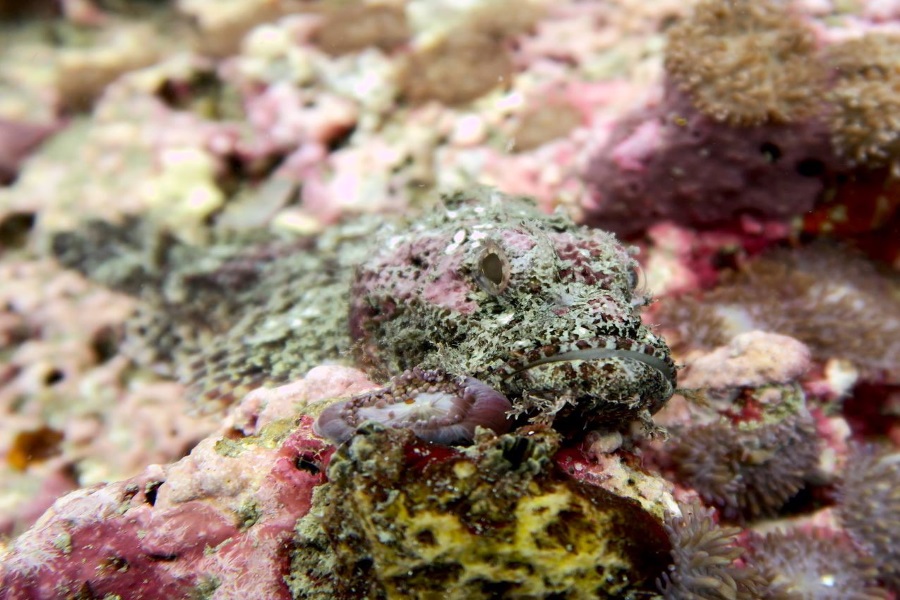 Diving and snorkeling by catamaran, Koh Samui, Thailand