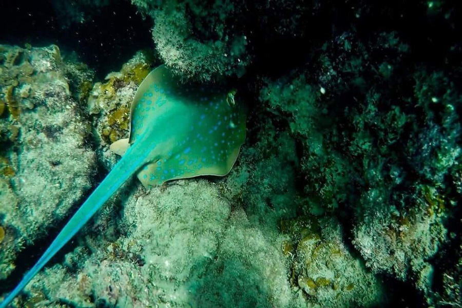 Coral Reef Snorkeling tour to Koh Tan, Koh Samui, Thailand