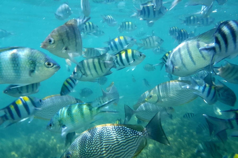 Coral Reef Snorkeling tour to Koh Tan, Koh Samui, Thailand