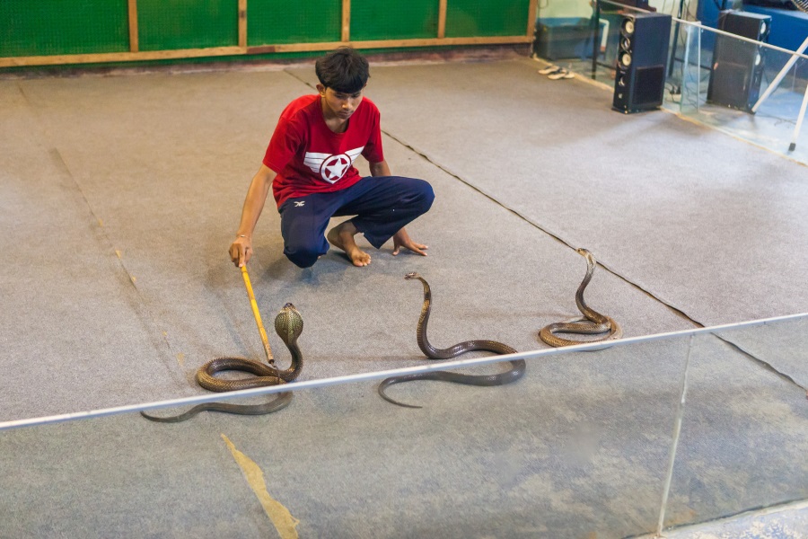 Crocodile show, Koh Samui, Thailand