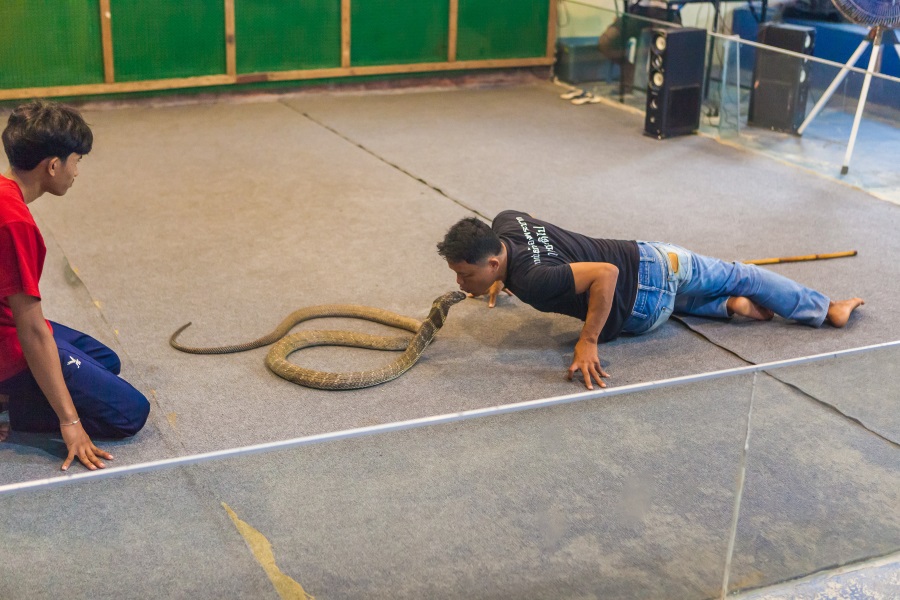 Crocodile show, Koh Samui, Thailand