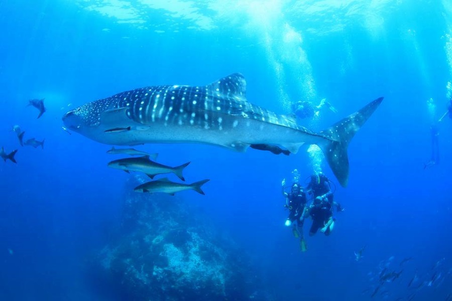 Diving tours on Big boat, Koh Samui, Thailand