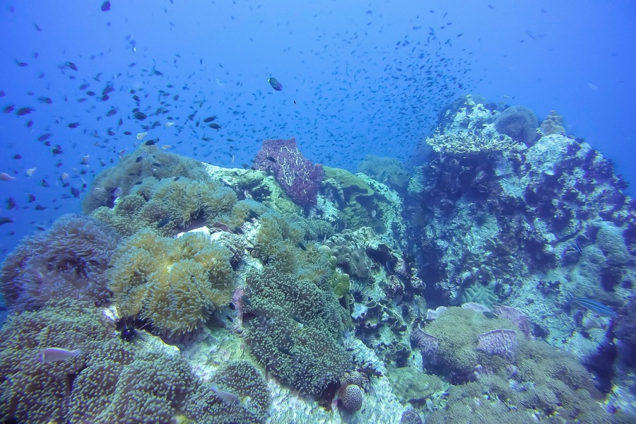 Diving tours on Big boat, Koh Samui, Thailand