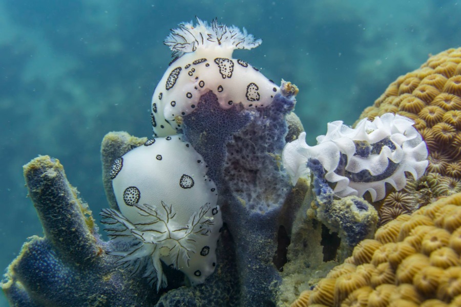 Diving tours on Big boat, Koh Samui, Thailand