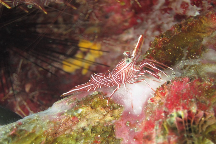 Diving tours on Big boat, Koh Samui, Thailand