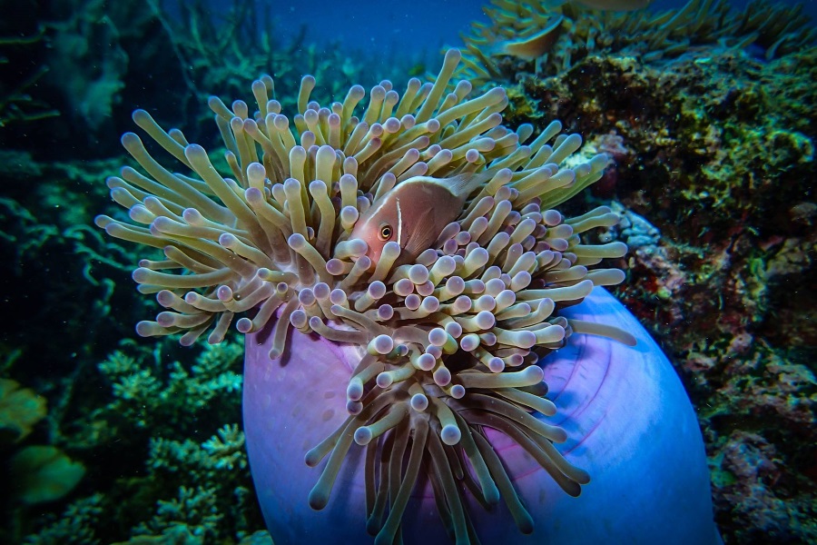 Diving tours on Big boat, Koh Samui, Thailand