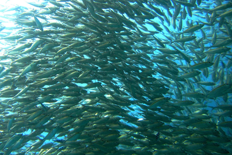 Diving tours on Big boat, Koh Samui, Thailand