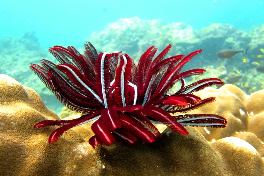 Diving tours on Big boat, Koh Samui, Thailand