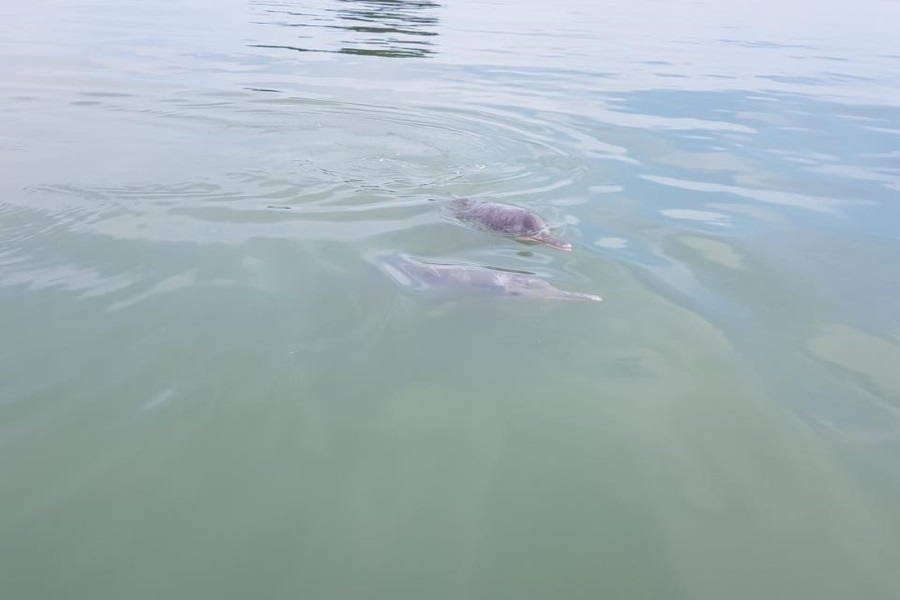 The legends of Khanom – pink dolphins, waterfalls and caves, Koh Samui, Thailand