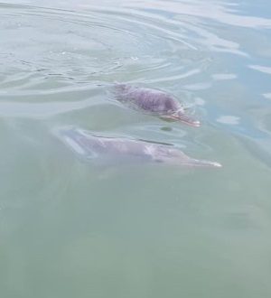 Dolphin tour, Koh Samui