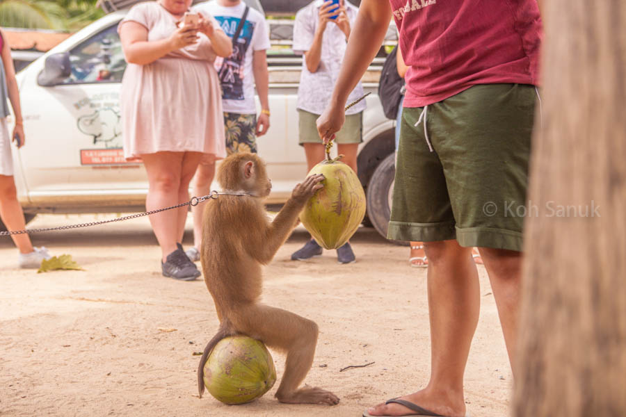 Eco-nature full day safari at Koh Phangan, Koh Samui, Thailand