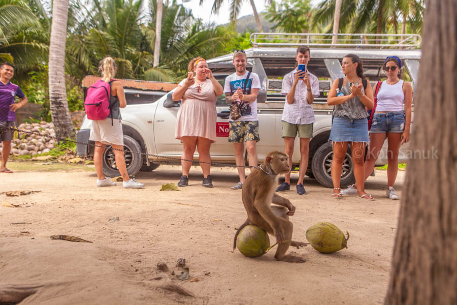 Eco-nature half day safari at Koh Phangan, Koh Samui, Thailand