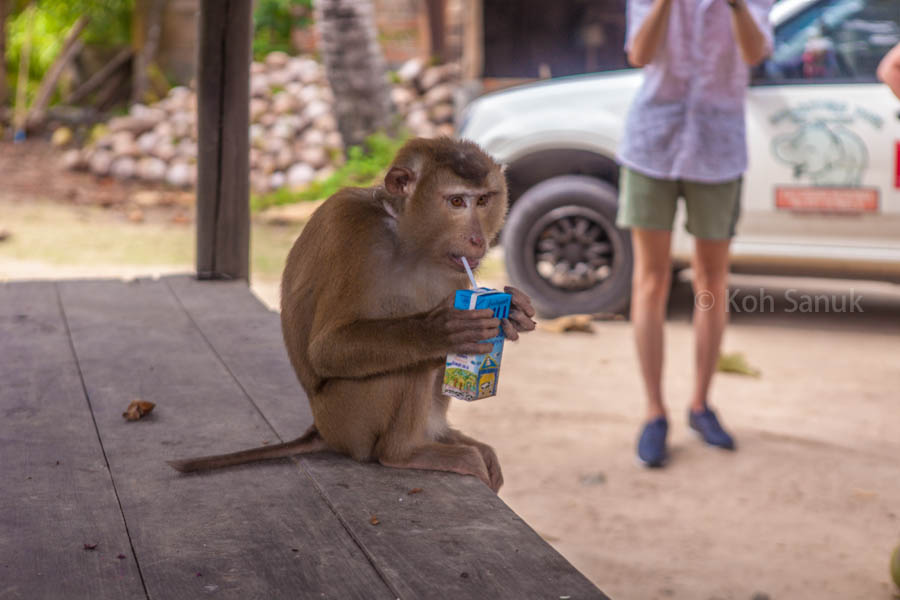 Eco-nature full day safari at Koh Phangan, Koh Samui, Thailand