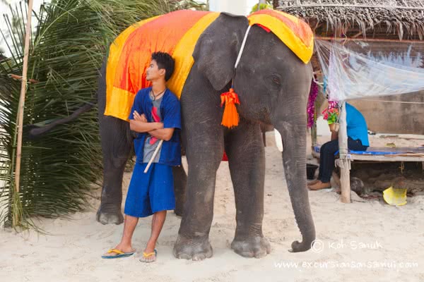 Rent of an elephant, Koh Samui, Thailand
