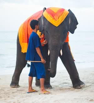Rent of an elephant