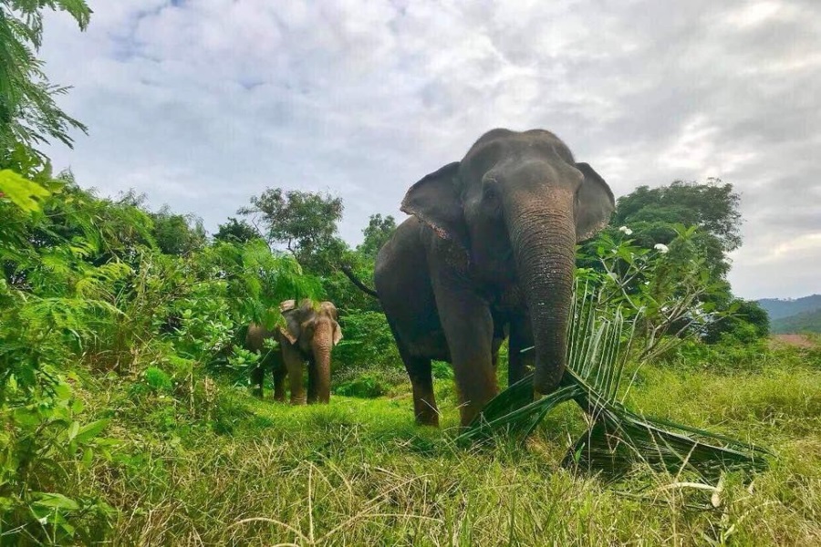 Samui Elephant Sanctuary, Koh Samui, Thailand