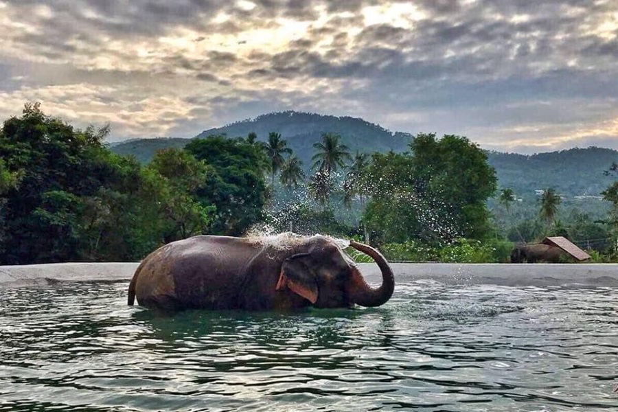 Samui Elephant Sanctuary, Koh Samui, Thailand