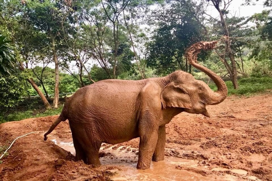 Samui Elephant Sanctuary, Koh Samui, Thailand