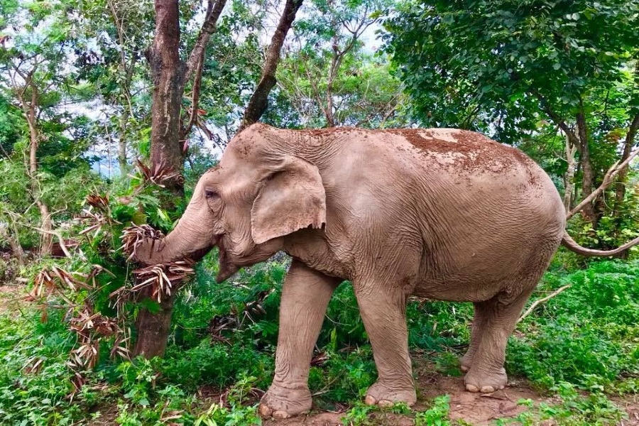 Samui Elephant Sanctuary, Koh Samui, Thailand