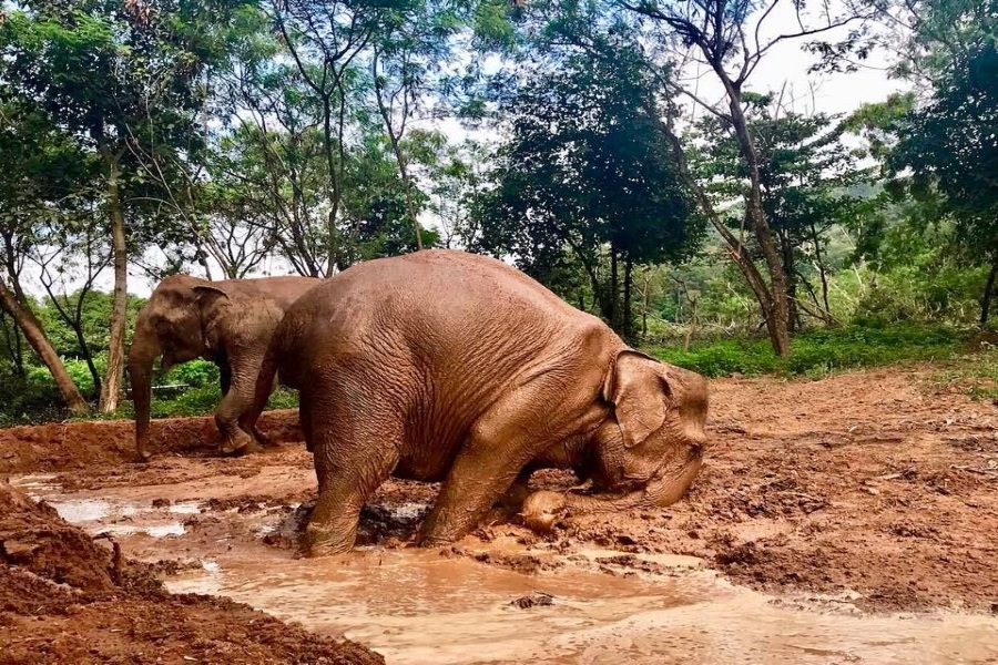 Samui Elephant Sanctuary, Koh Samui, Thailand