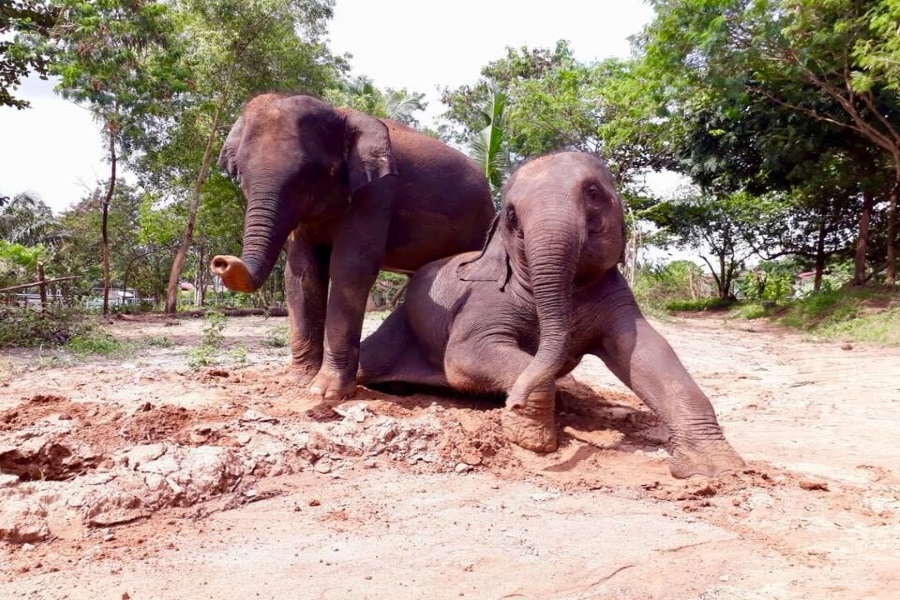 Samui Elephant Sanctuary, Koh Samui, Thailand