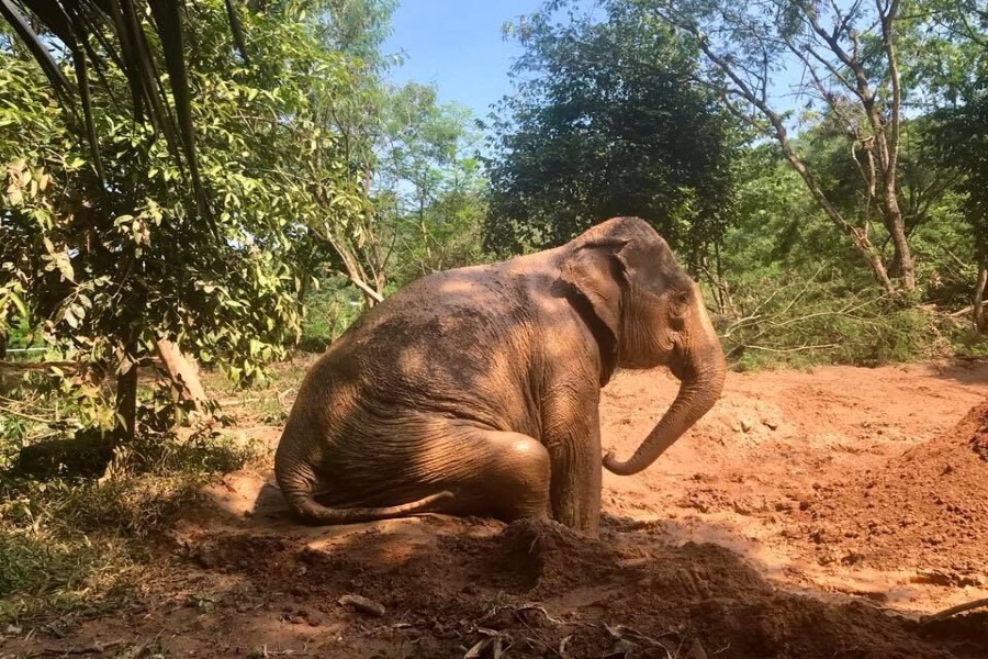 Samui Elephant Sanctuary, Koh Samui, Thailand