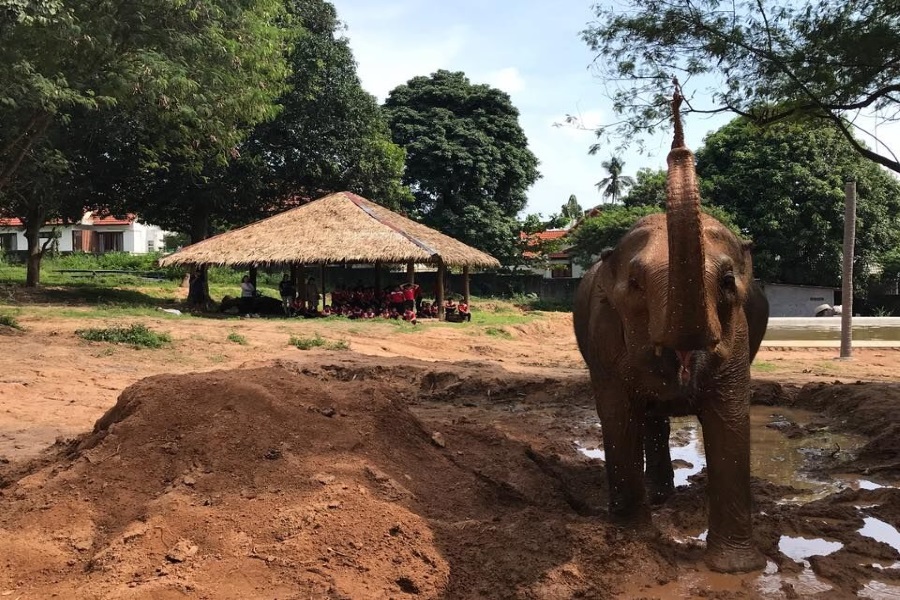 Samui Elephant Sanctuary, Koh Samui, Thailand