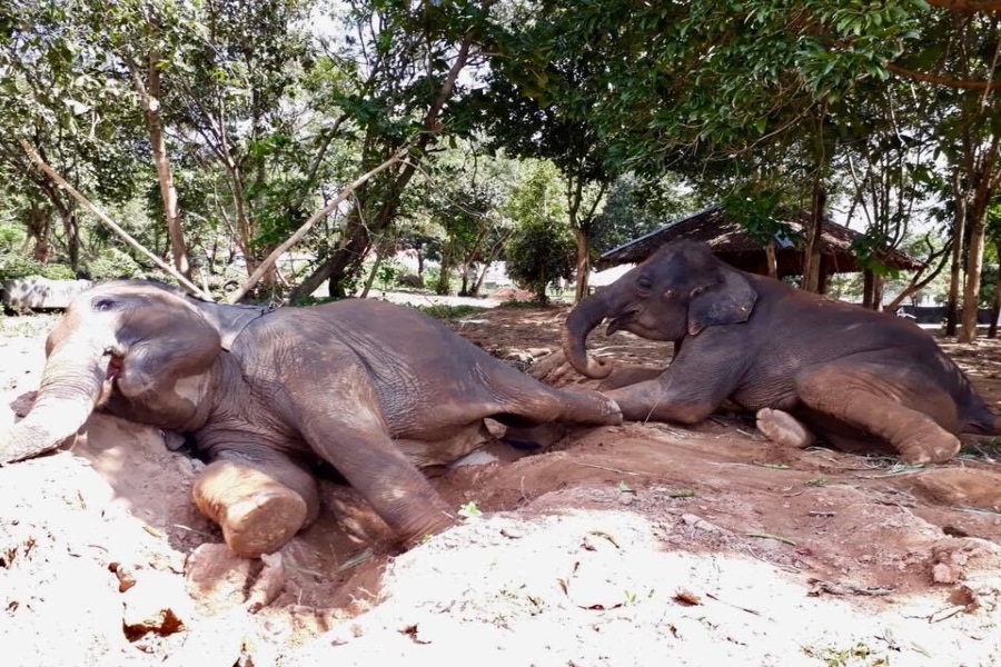 Samui Elephant Sanctuary, Koh Samui, Thailand