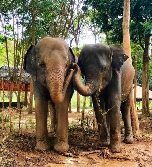 Samui Elephant Sanctuary