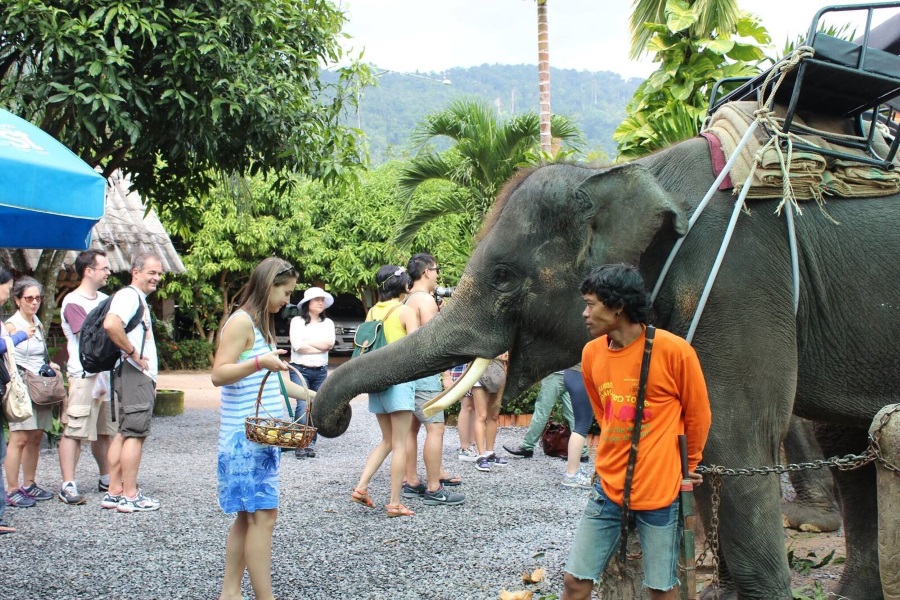 Elephant trekking, Koh Samui, Thailand