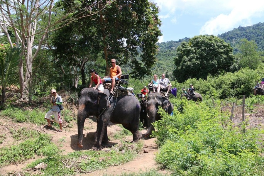 Elephant trekking, Koh Samui, Thailand