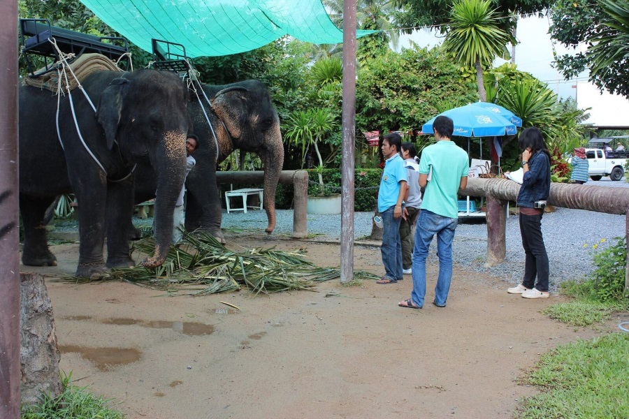 Elephant trekking, Koh Samui, Thailand