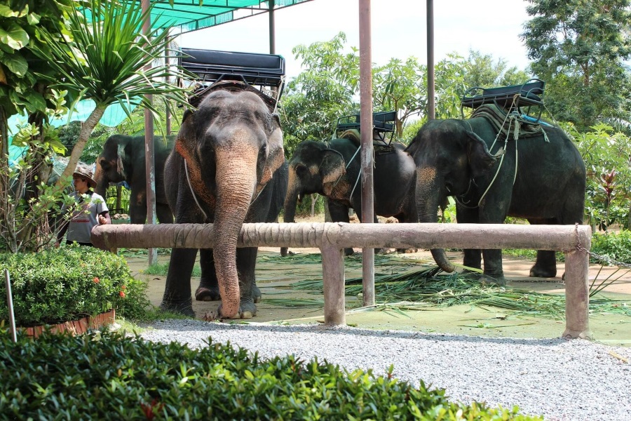 Elephant trekking, Koh Samui, Thailand