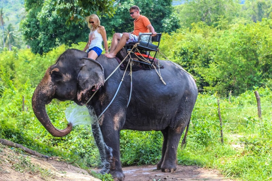 Elephant trekking, Koh Samui, Thailand