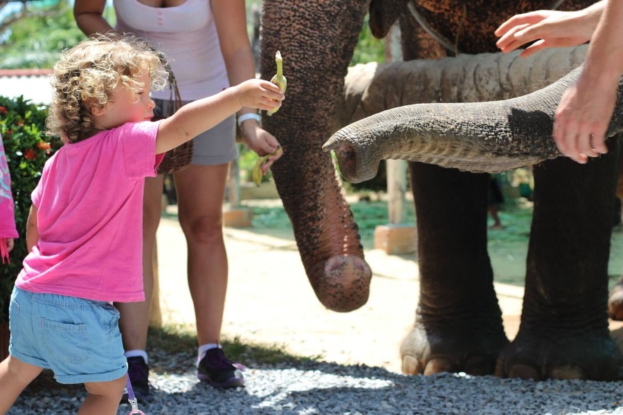 Elephant trekking, Koh Samui, Thailand