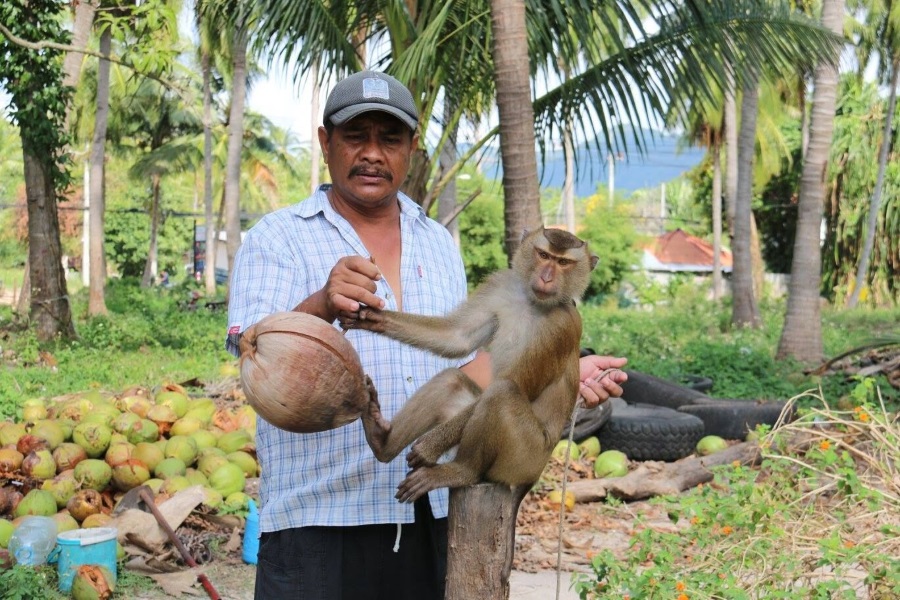 Elephant trekking, Koh Samui, Thailand