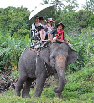 Elephant trekking, Koh Samui