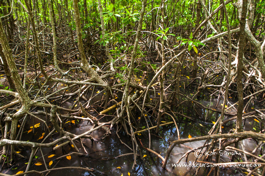 Eco tour to Koh Tan, Koh Samui, Thailand