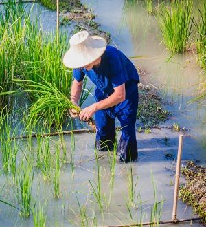 Thai farmer, Koh Samui