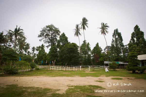 Beach and Jungle Horseback Riding, Koh Samui, Thailand