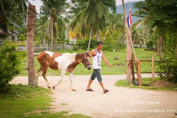 Beach and Jungle Horseback Riding, Koh Samui, Thailand