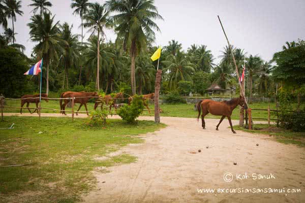 Beach and Jungle Horseback Riding, Koh Samui, Thailand