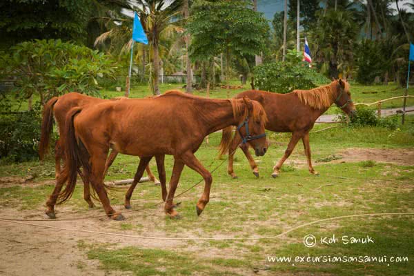 Beach and Jungle Horseback Riding, Koh Samui, Thailand